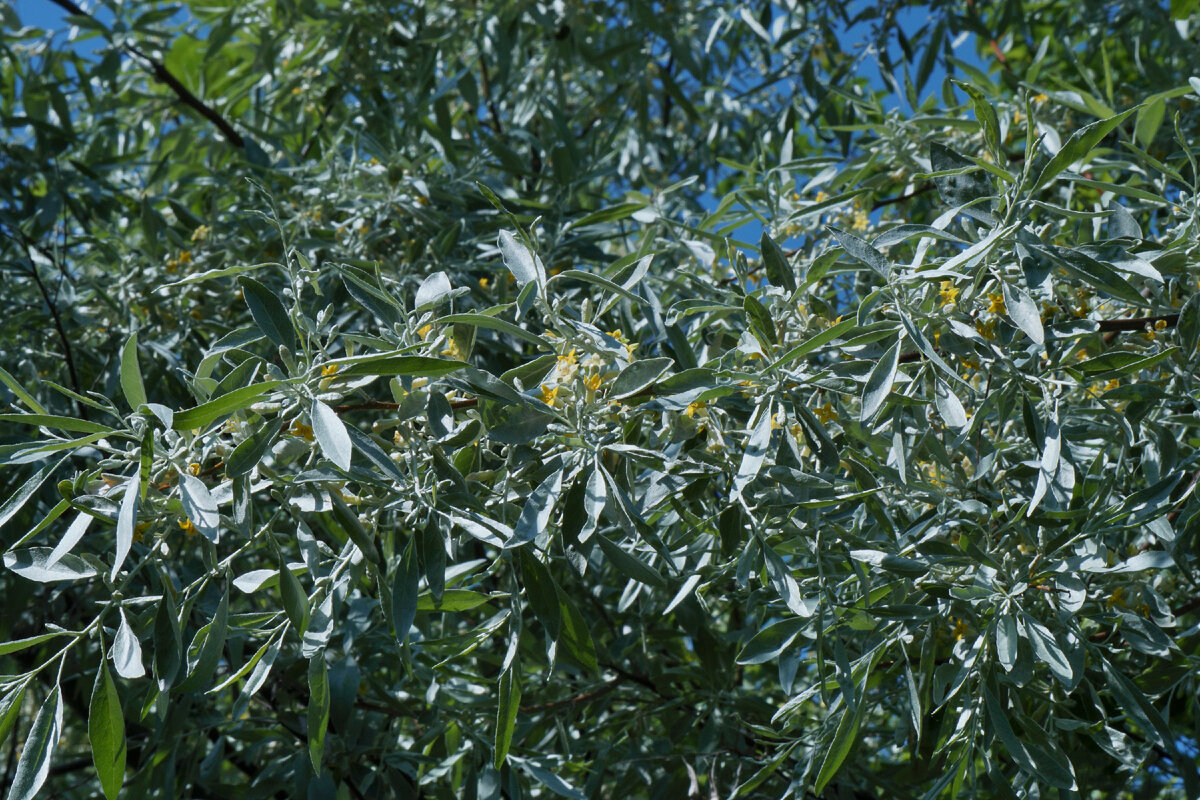 Лох узколистный цветение. Фото из архива от 11 июня 2022 г.