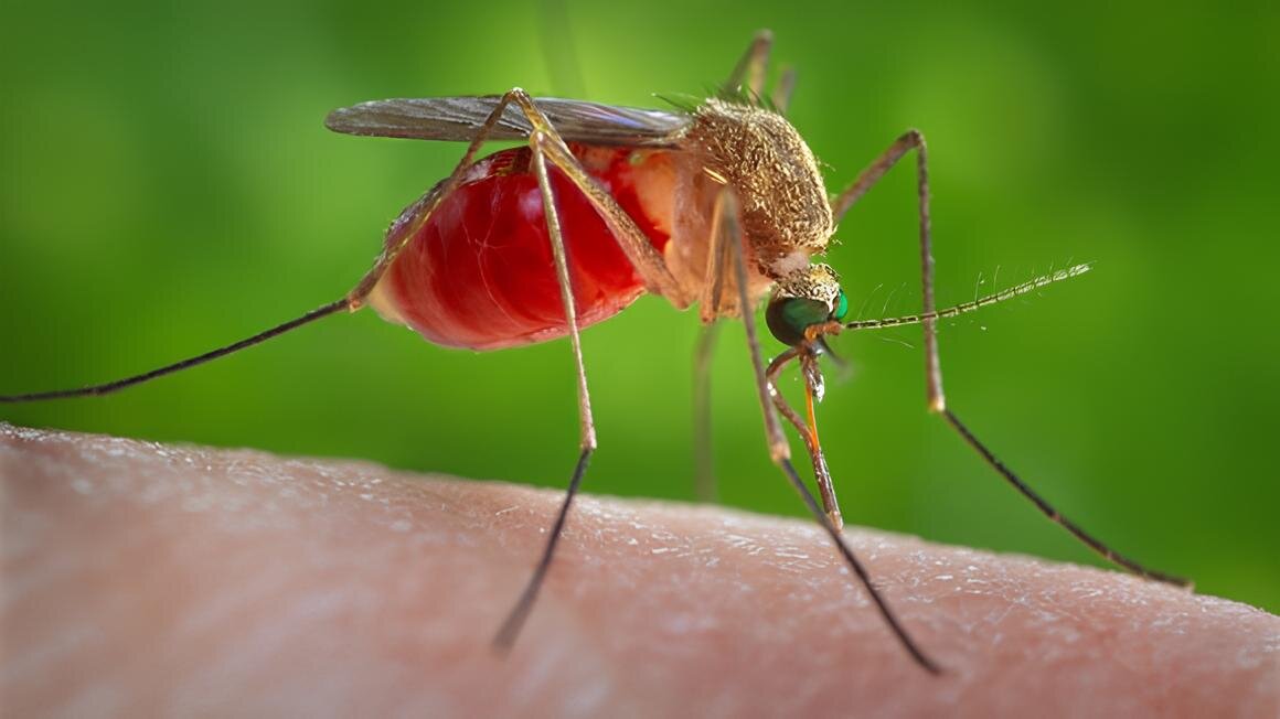 Источник: REUTERS/CDC/James Gathany