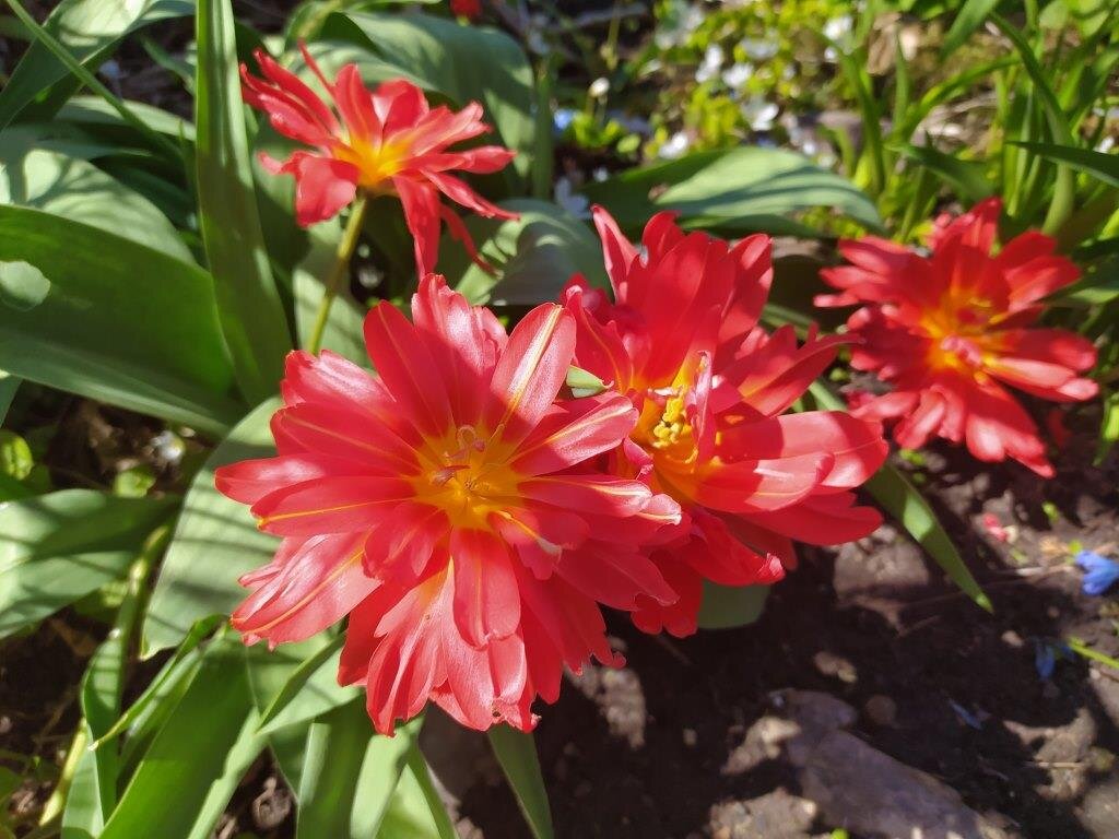 В статье покажу несколько фото из своего сада и огорода. Тюльпан Холланд Принцесс.
