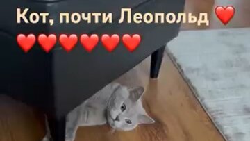 Наш кот #дети #семья #котики #котикиправятмиром