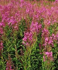 иван-чай узколистный