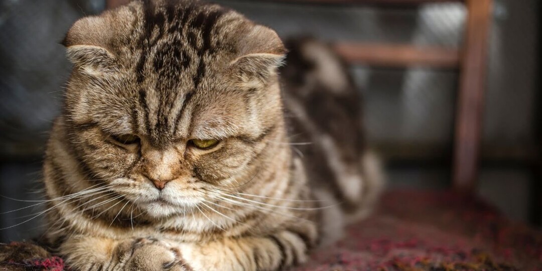 Когда кошки ведут себя так, они чувствуют себя одинокими