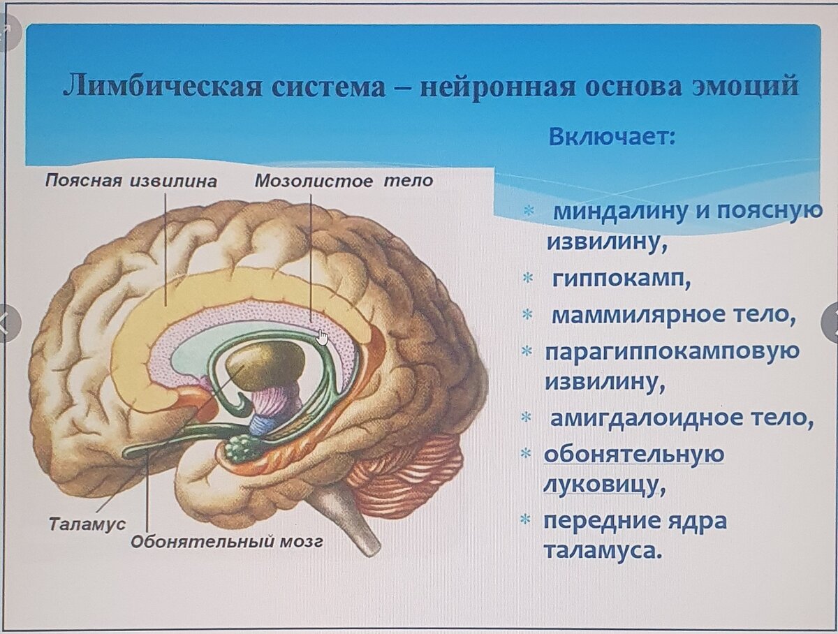 Вчера вспоминала, что есть лимбическая система, которая в том числе отвечает за мои эмоции