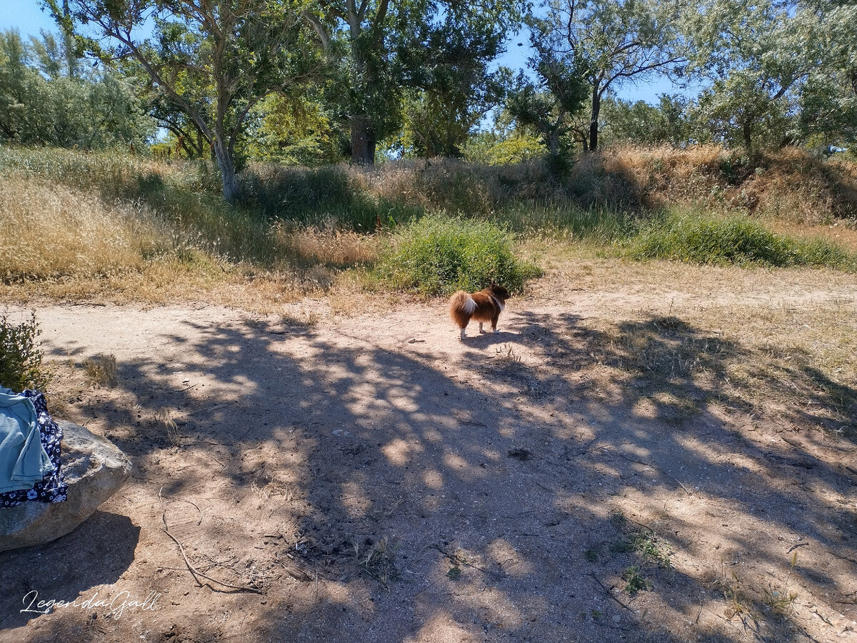 Накупавшаяся Поня исследует окрестности