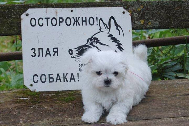 Фото из галереи Яндекса