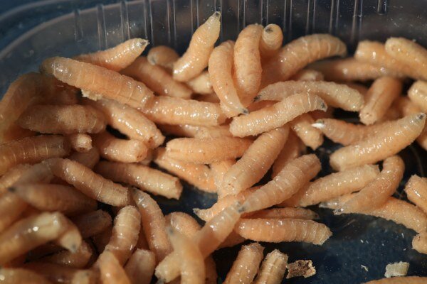 Какие особенности в разведения опарыша