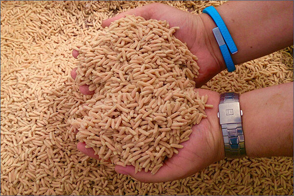 Как развести опарыша в домашних условиях