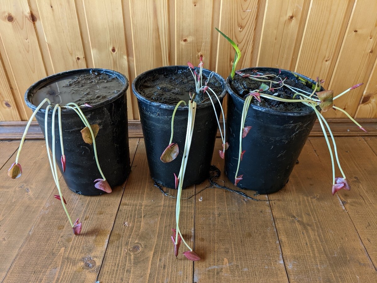 Перезимовавшие нимфеи, выловленные из бассейна