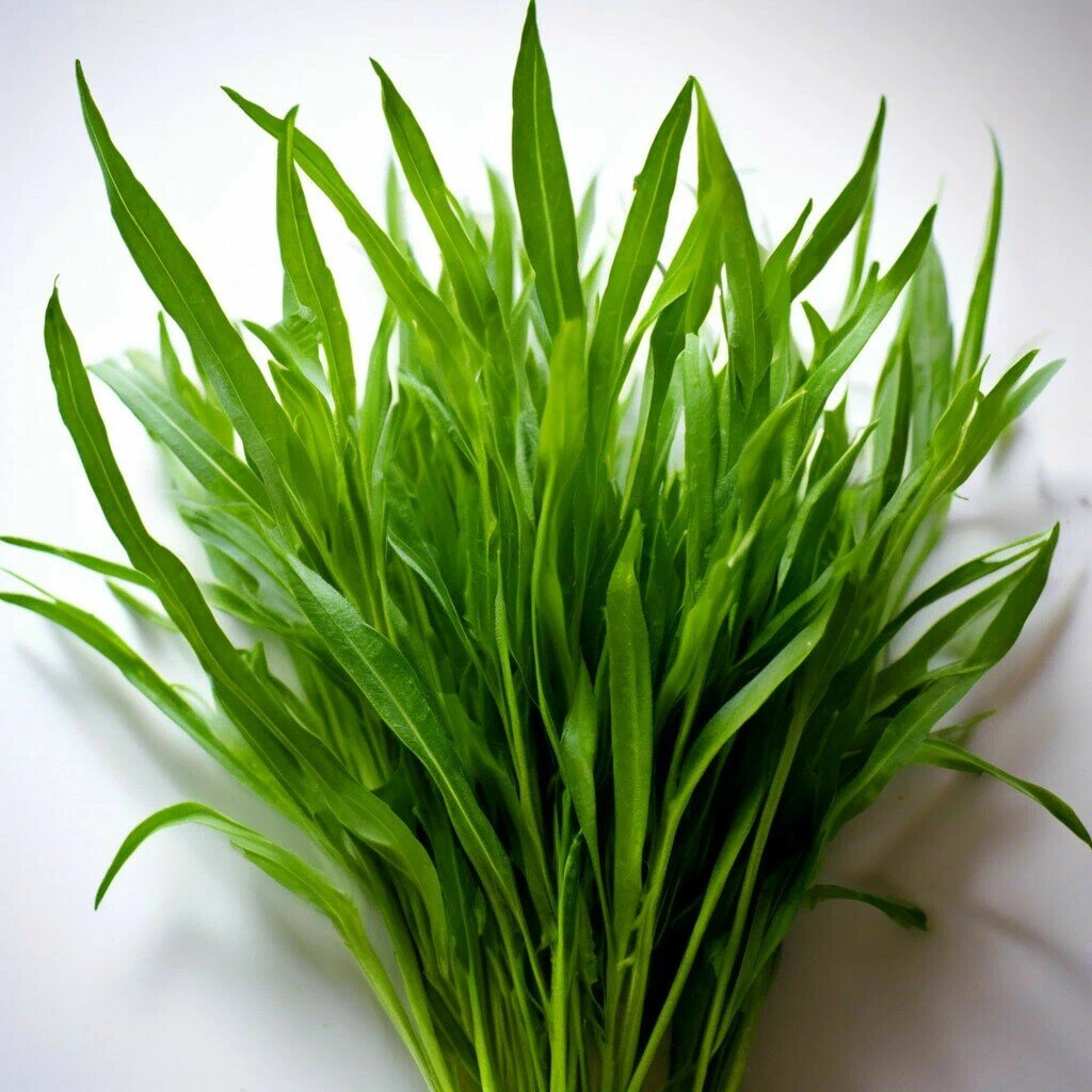 Так у нас выглядит эстрагон (он же тархун)