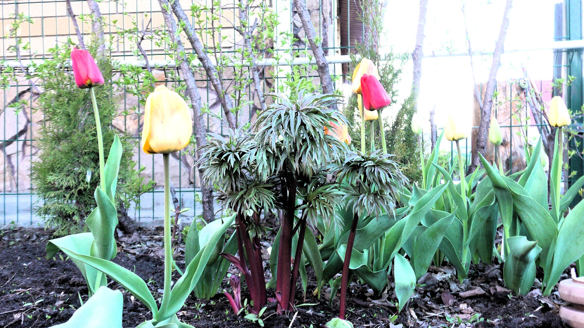 Побеги пиона уклоняющегося среди тюльпанов