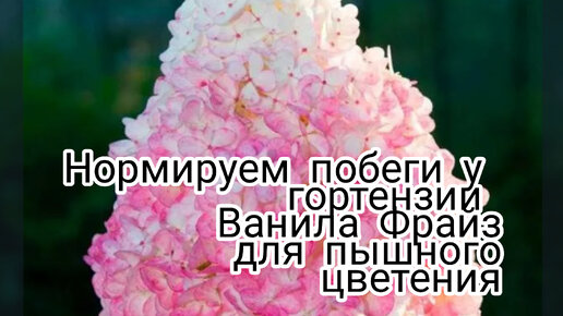 Как обрезать гортензию, что ты у неё были большие, крупные соцветия.