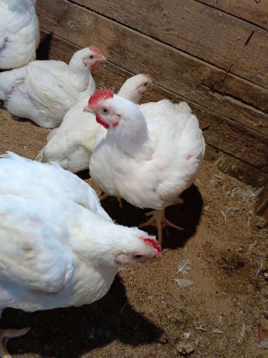 Мои бройлеры