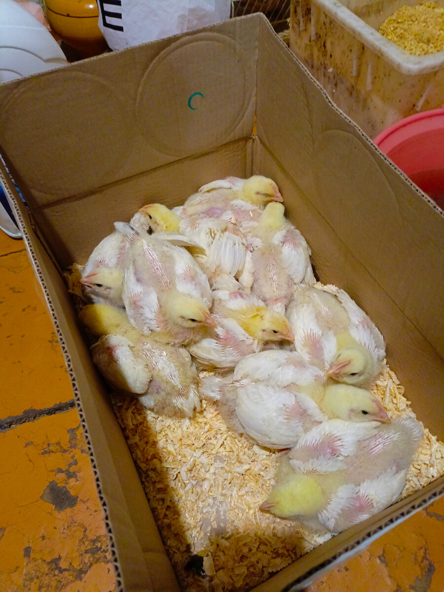 Только привёз