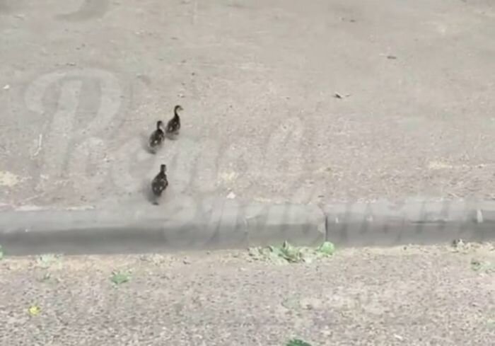 Источник фото: соцсети