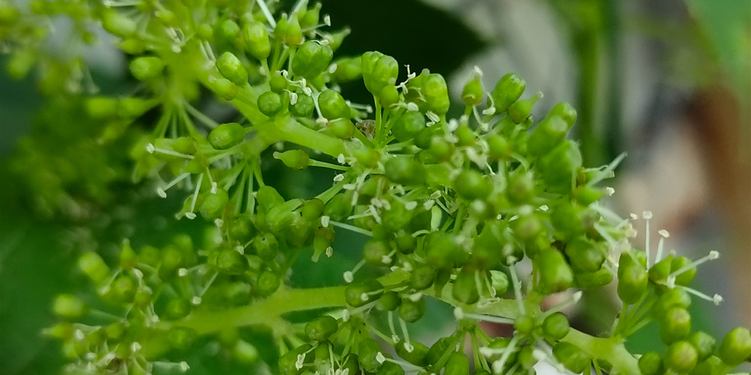 Как надёжно угробить виноградник перед цветением?