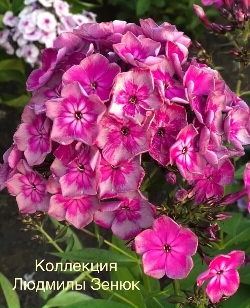 Пьяная вишня 