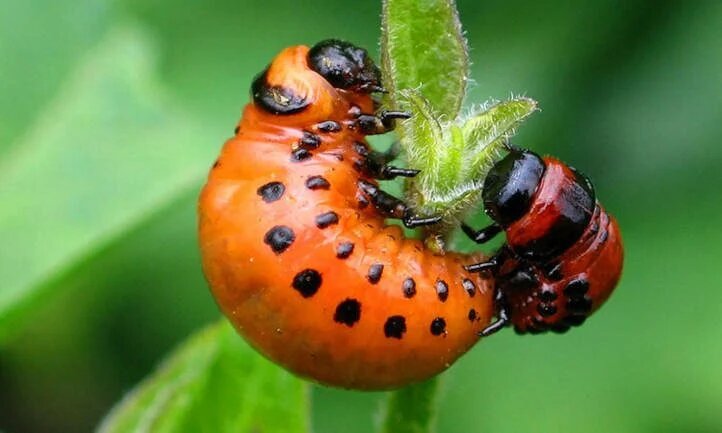 Личинки картофельного жука.