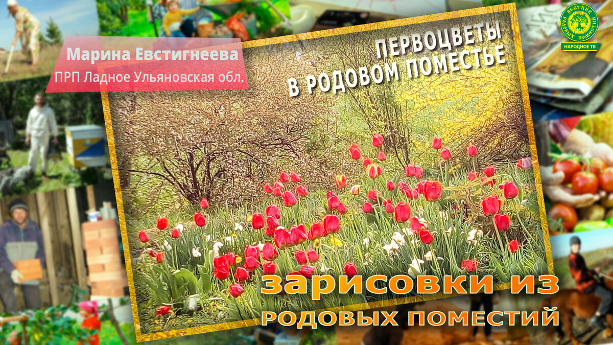 Весна в поместья входит с первоцветами!
Они нам дарят радость и восторг!
Давайте же, друзья, поделимся приветами
От райских красочных цветных постов.