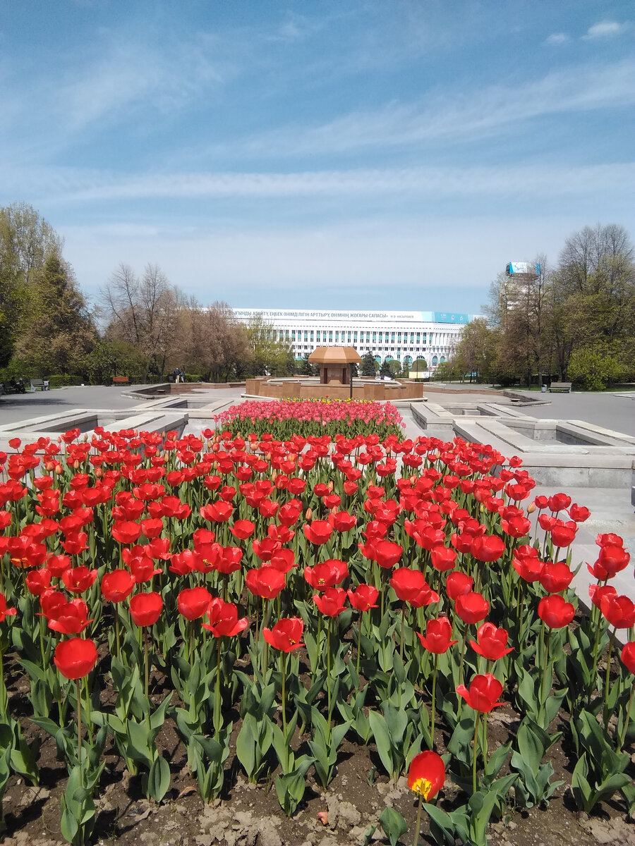 Это не страсбургские, это алматинские тюльпаны, но тоже в апреле, несколькими годами поздней