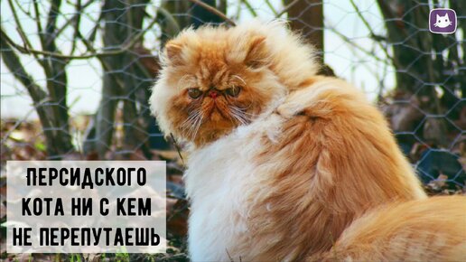 😻Восточный гость - персидский кот