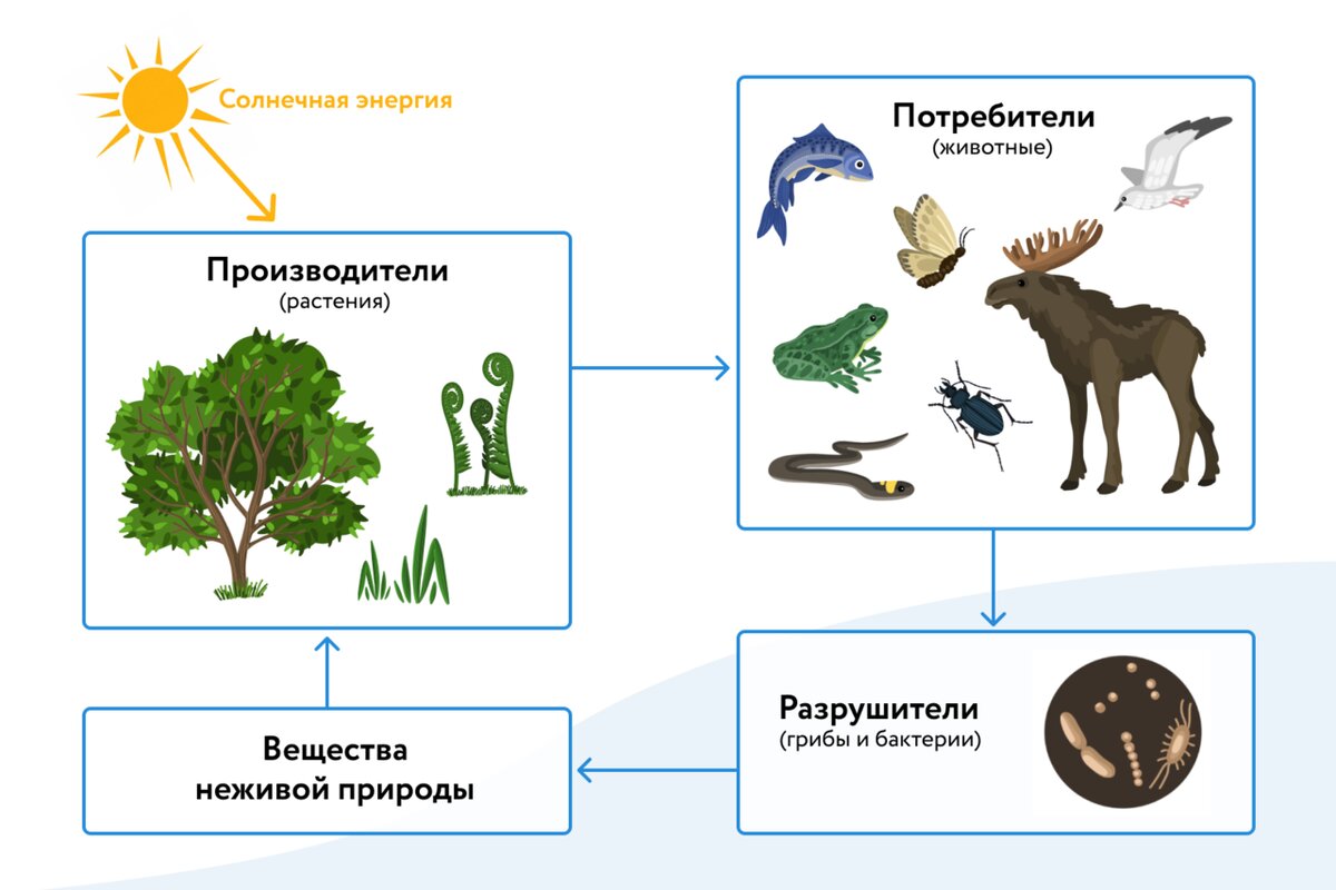 Кругооборот  вещества  и  энергии  в  природе