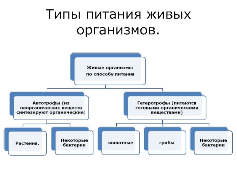 Схема питания живых организмов Укажите тип питания организмов приведенных в перечне Telegraph