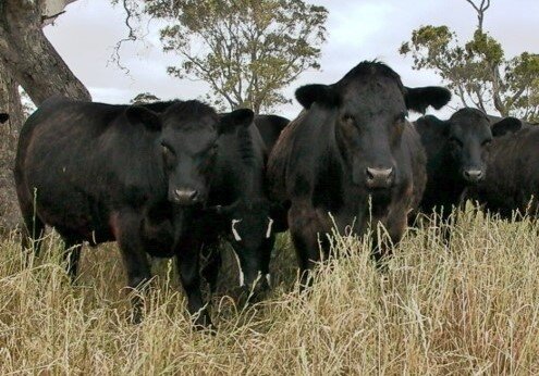 Представители КРС