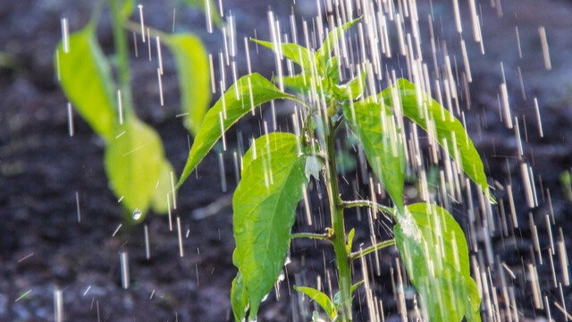 В июне провожу вторую подкормку перцев. 