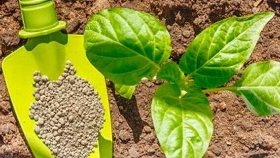 Сразу после высадки в грунт кустики важно подкормить сбалансированным составом, в котором присутствуют азот, калий и фосфор. 