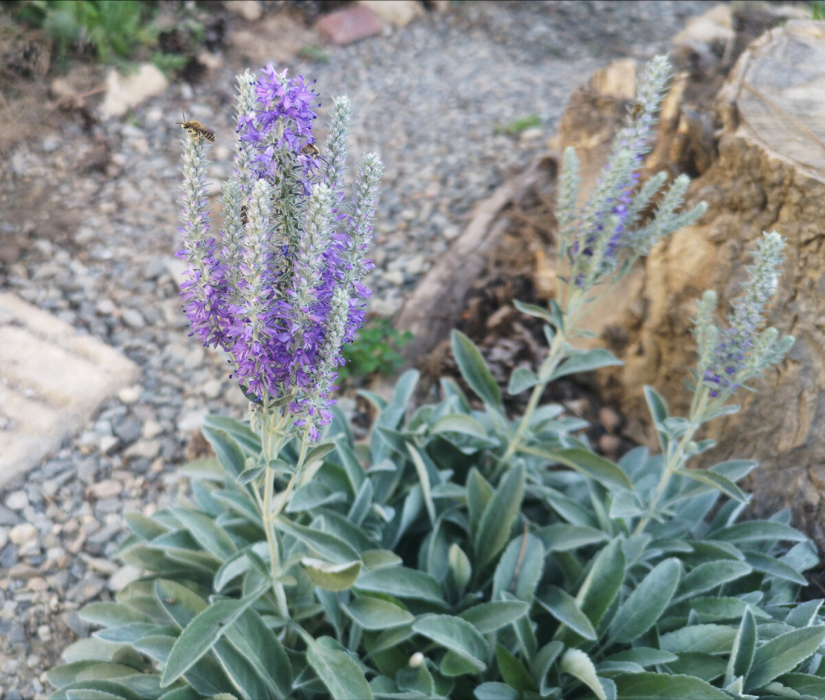 Просто для картинки