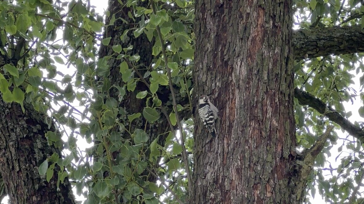 Сероголовый дятел