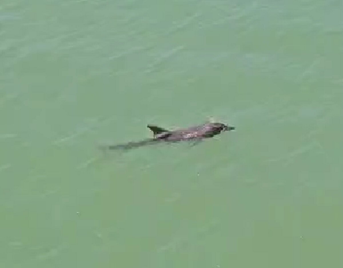 Дельфин на пляже в Новороссийске (скрин с видео) 