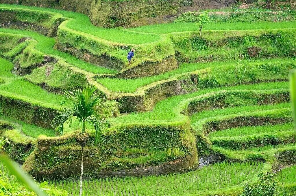 Рисовые террасы Бали (фото из интернета).