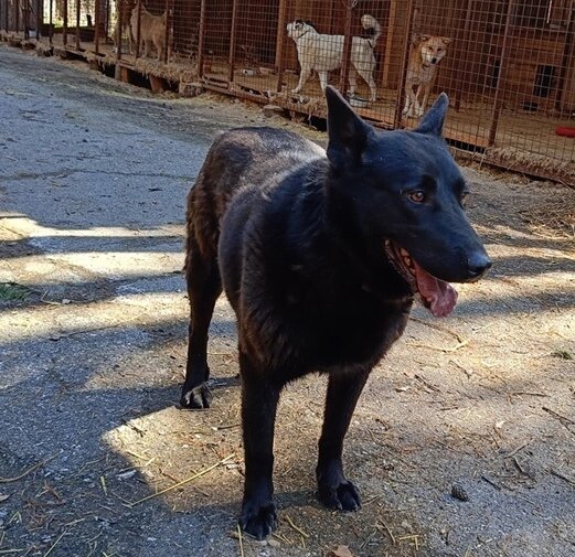 Шелли-классический нейтрал.  Возраст около 4х -5 лет