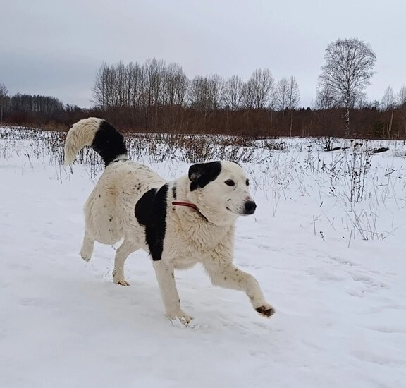  Белка - представитель этой категории хвостиков . Очень милая, дружелюбная собака . 2-3 года