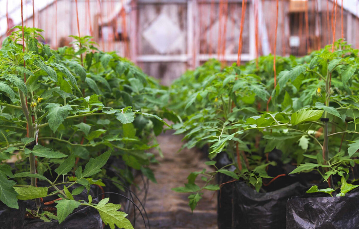 Утепляем растения в теплице