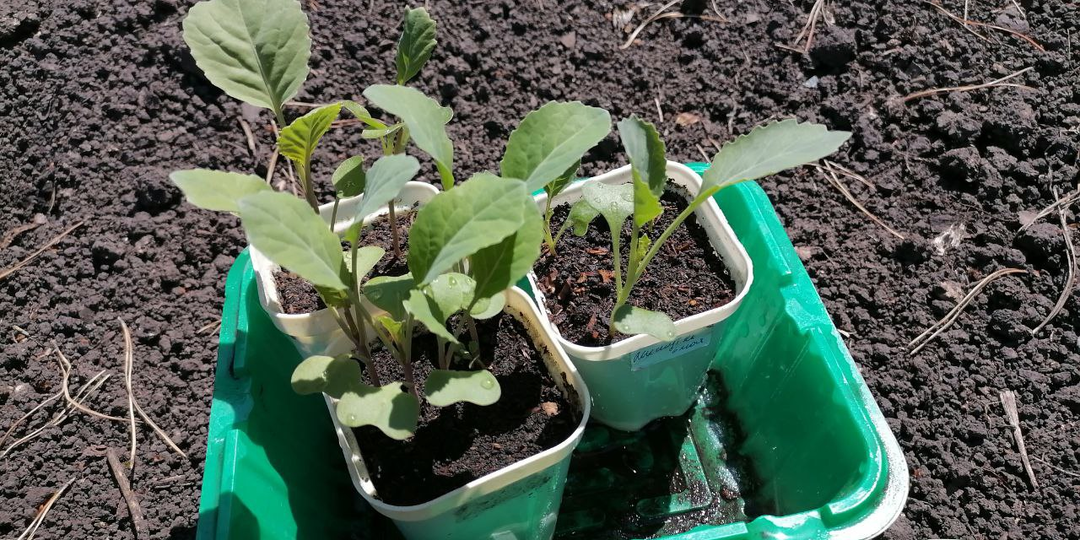 Высадка рассады капусты, как защитить от блошек