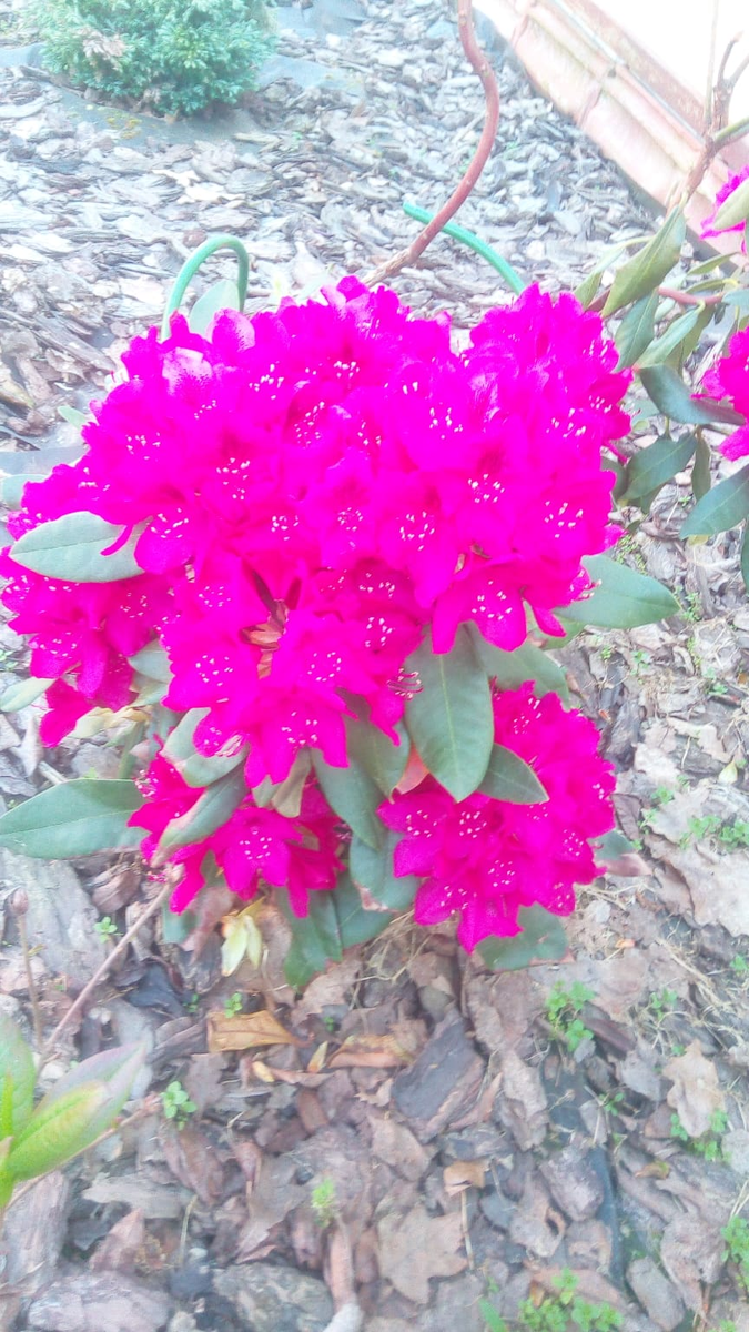 Рододендрон Нова Зембла