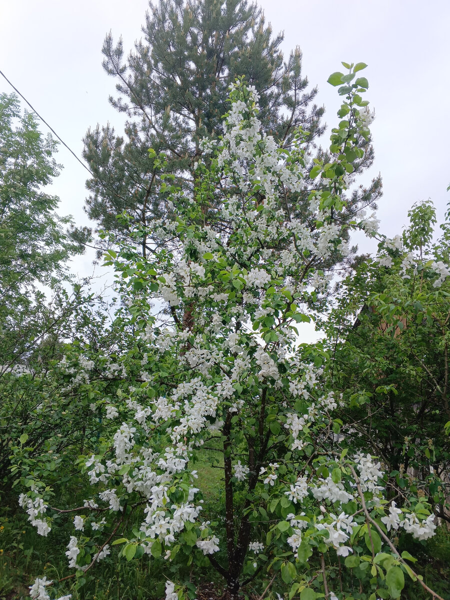 фото автора: цветет мой сад в эти дни