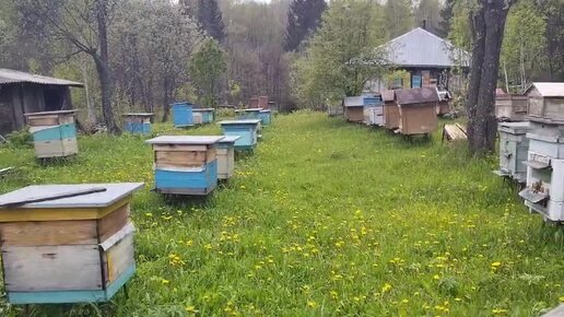 Приехали на нашу пасеку