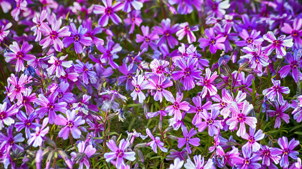 Флоксы? © NickFW.ru — 01.06.2024г.