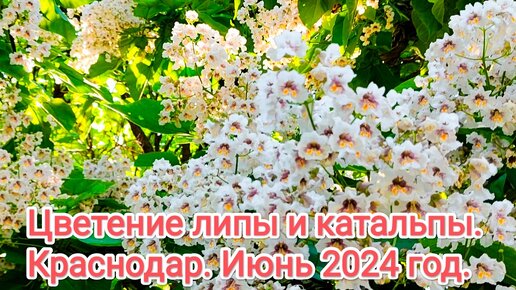 Краснодар. Весь город окутан приятным сладким ароматом липового цвета и катальпы. Гулять по городу - одно удовольствие.