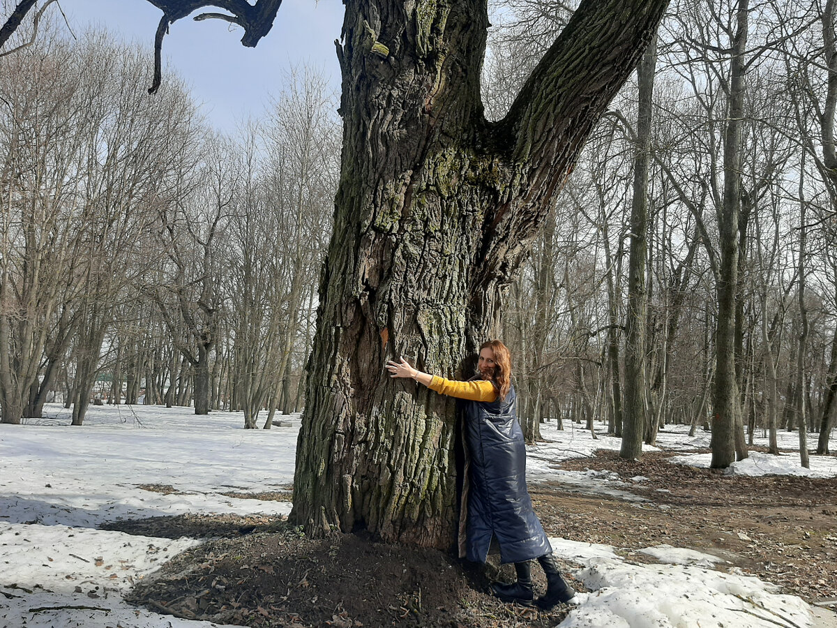 Дерево Голицыных