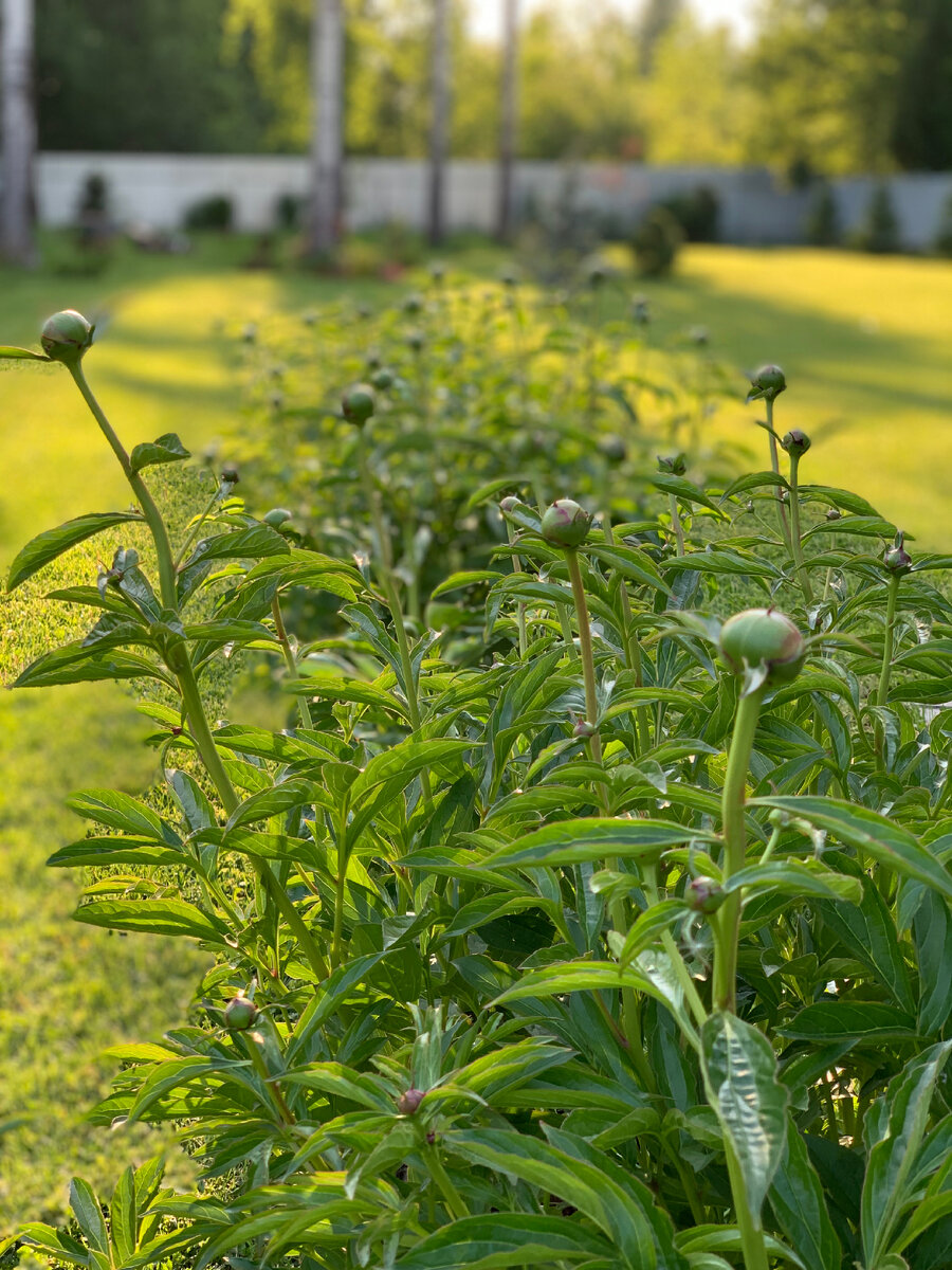 Аллея из пионов 