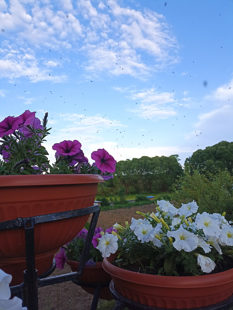 Сколько мошкары на заднем плане