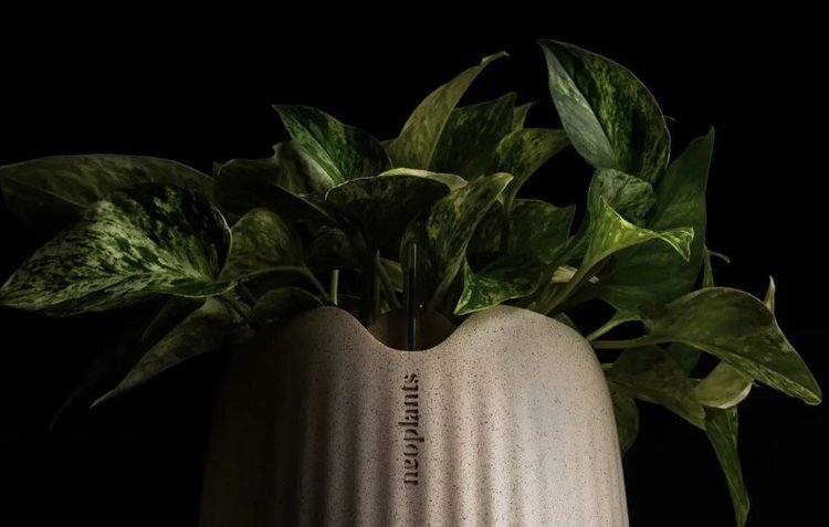    Секрет сверхмощного растения для очистки воздуха кроется в симбиозе с бактериями