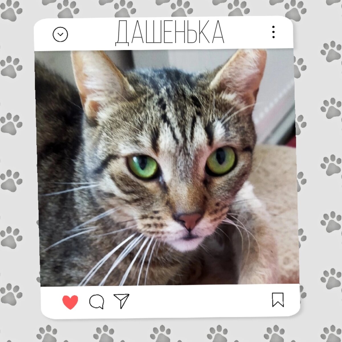 Кошка Даша мечтает о доме ❤️🐾 | Приют для кошек 