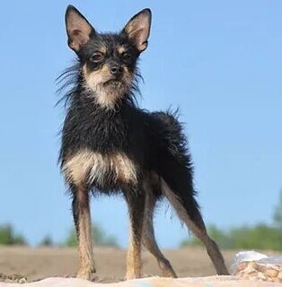 Московский дракон