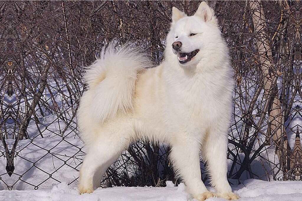 Лайка якутская 