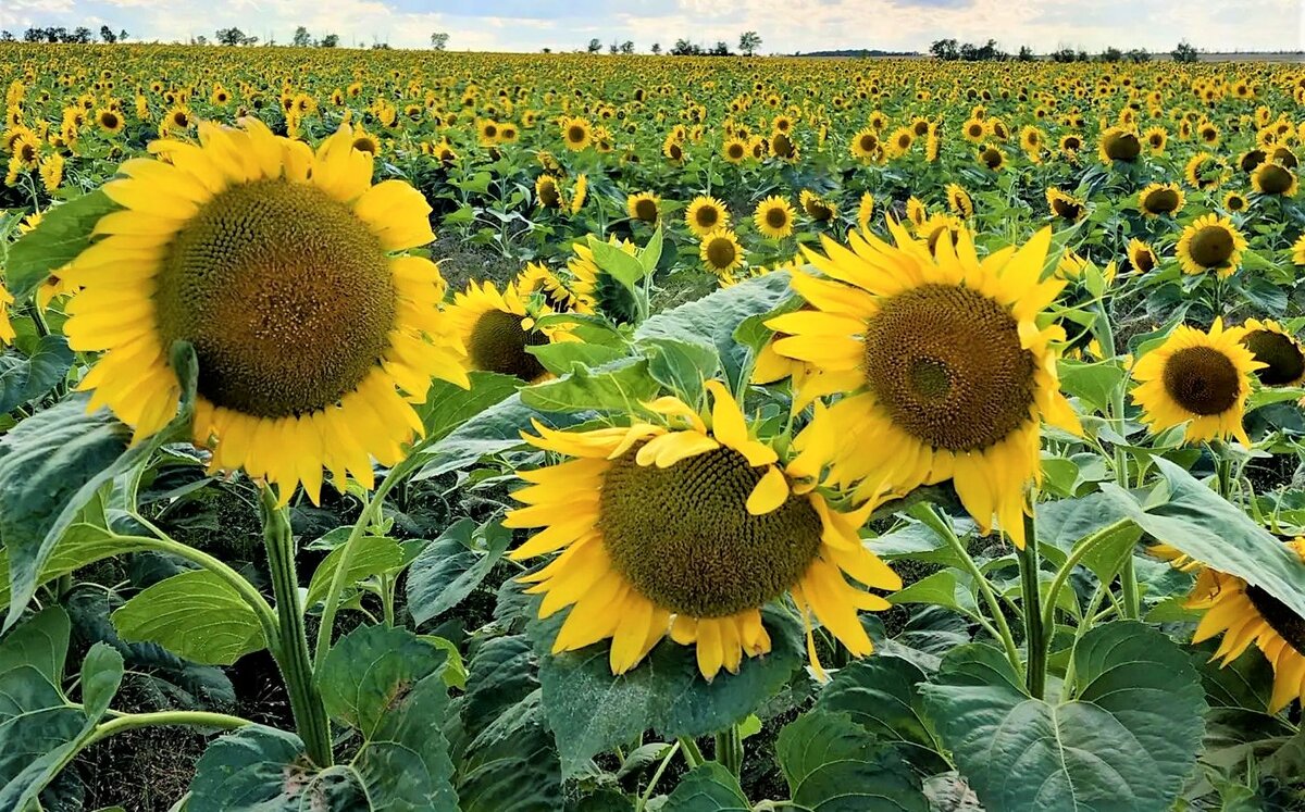 Фото иллюстративное, Максута Бактибаева